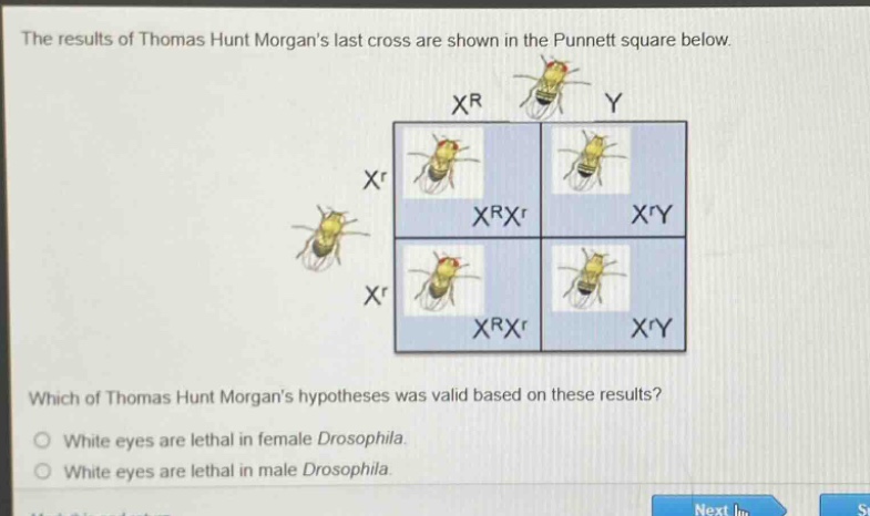 the results of thomas hunt morgans last cross are shown in the punnett square below. which of thomas hunt morgans hypotheses was valid based on these results? white eyes are lethal in female drosophila. white eyes are lethal in male drosophila.