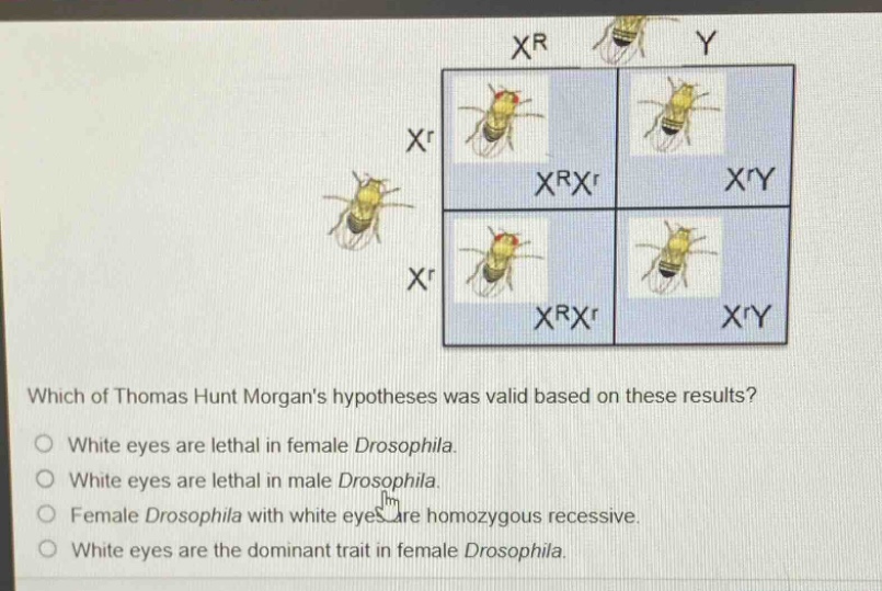 which of thomas hunt morgans hypotheses was valid based on these results?\nwhite eyes are lethal in female drosophila.\nwhite eyes are lethal in male drosophila.\nfemale drosophila with white eyes are homozygous recessive.\nwhite eyes are the dominant trait in female drosophila.
