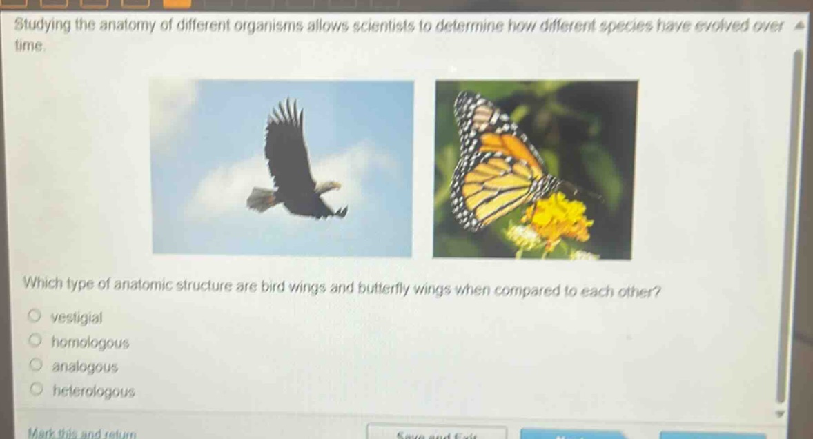 studying the anatomy of different organisms allows scientists to determine how different species have evolved over time. which type of anatomic structure are bird wings and butterfly wings when compared to each other? vestigial homologous analogous heterologous