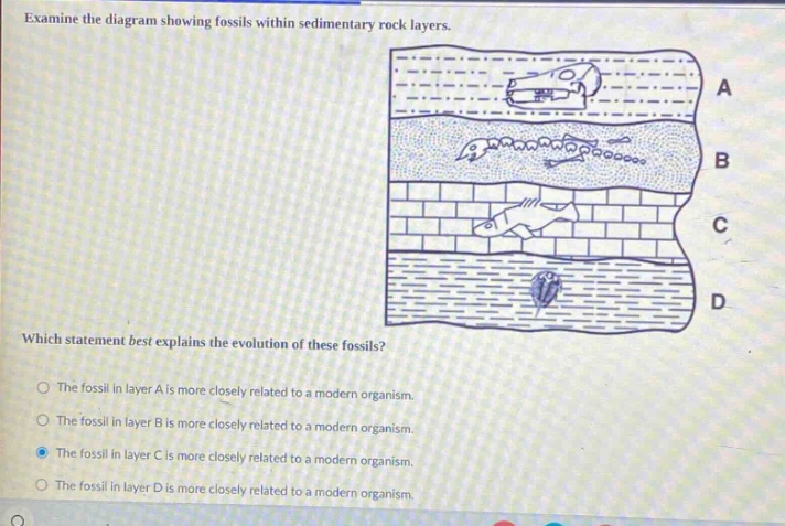 examine the diagram showing fossils within sedimentary rock layers. which statement best explains the evolution of these fossils? the fossil in layer a is more closely related to a modern organism. the fossil in layer b is more closely related to a modern organism. the fossil in layer c is more closely related to a modern organism. the fossil in layer d is more closely related to a modern organism.