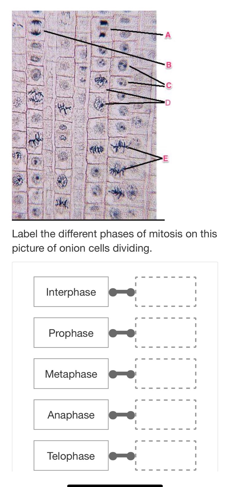 label the different phases of mitosis on this picture of onion cells dividing. interphase prophase metaphase anaphase telophase