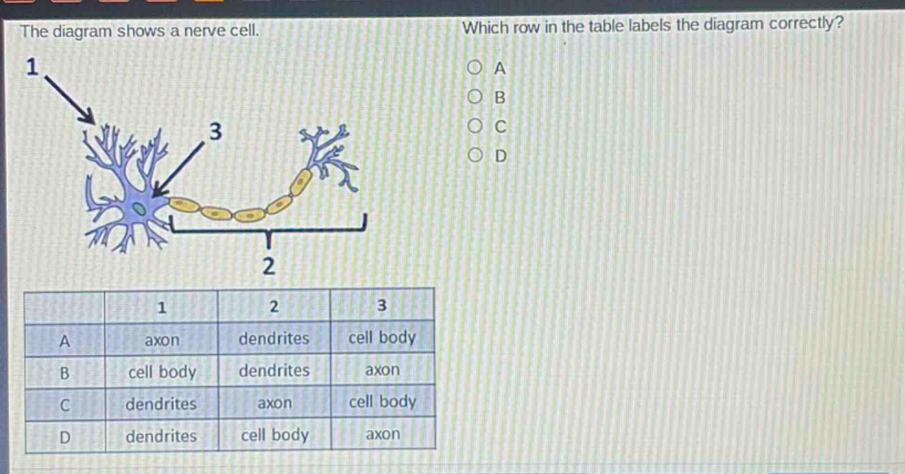 the diagram shows a nerve cell. which row in the table labels the diagram correctly? 1 3 2 a b c d 1 2 3 a axon dendrites cell body b cell body dendrites axon c dendrites axon cell body d dendrites cell body axon