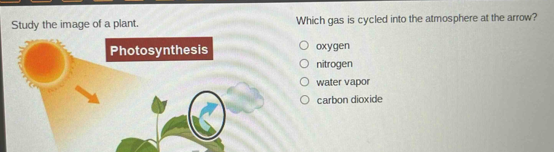 study the image of a plant. which gas is cycled into the atmosphere at the arrow? oxygen nitrogen water vapor carbon dioxide