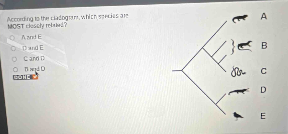 according to the cladogram, which species are most closely related? a and e d and e c and d b and d done