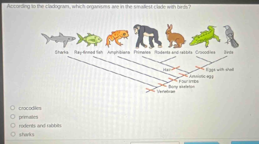 according to the cladogram, which organisms are in the smallest clade with birds? sharks ray - finned fish amphibians primates rodents and rabbits crocodiles birds hair eggs with shell amniotic egg four limbs bony skeleton vertebrae crocodiles primates rodents and rabbits sharks