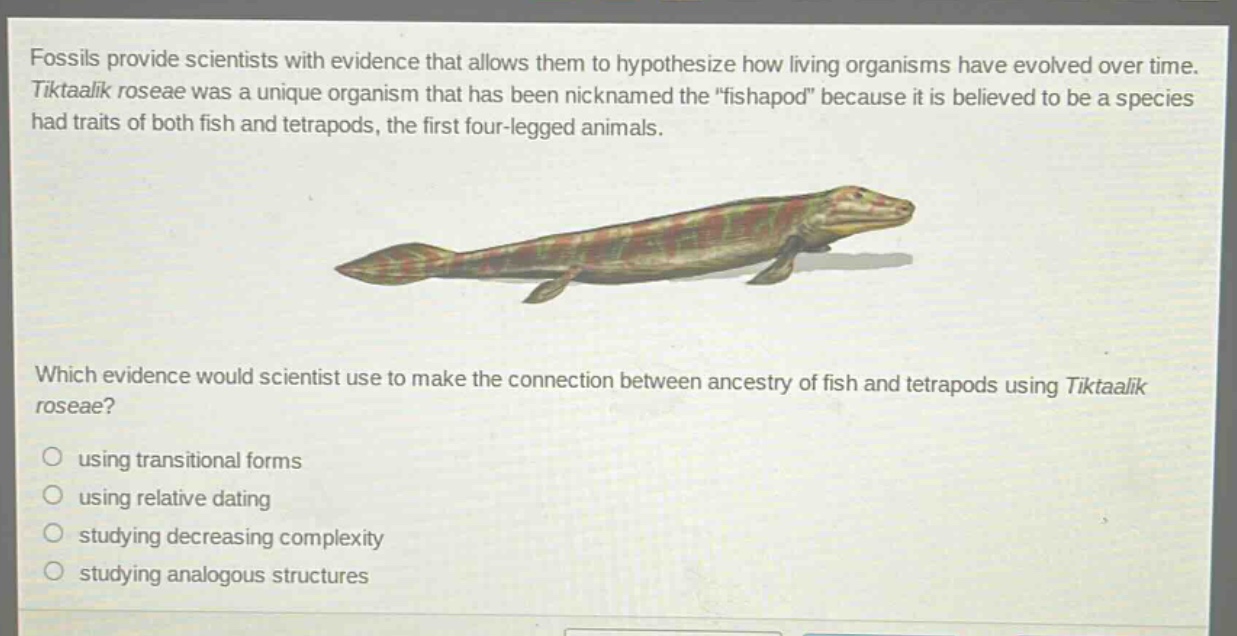 fossils provide scientists with evidence that allows them to hypothesize how living organisms have evolved over time. tiktaalik roseae was a unique organism that has been nicknamed the “fishapod” because it is believed to be a species had traits of both fish and tetrapods, the first four - legged animals. which evidence would scientist use to make the connection between ancestry of fish and tetrapods using tiktaalik roseae? using transitional forms using relative dating studying decreasing complexity studying analogous structures