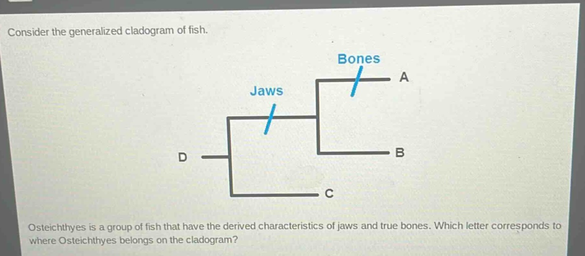 consider the generalized cladogram of fish. osteichthyes is a group of fish that have the derived characteristics of jaws and true bones. which letter corresponds to where osteichthyes belongs on the cladogram?