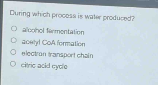during which process is water produced?\no alcohol fermentation\no acetyl coa formation\no electron transport chain\no citric acid cycle