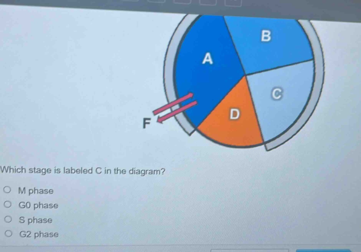 which stage is labeled c in the diagram?\n○ m phase\n○ g0 phase\n○ s phase\n○ g2 phase