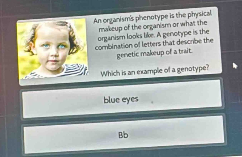 an organisms phenotype is the physical makeup of the organism or what the organism looks like. a genotype is the combination of letters that describe the genetic makeup of a trait. which is an example of a genotype? blue eyes bb