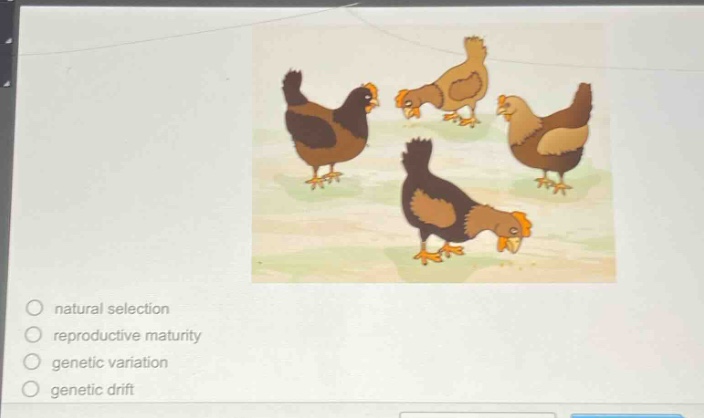 natural selection\nreproductive maturity\ngenetic variation\ngenetic drift