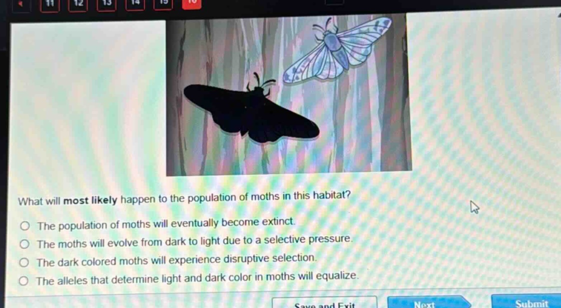 what will most likely happen to the population of moths in this habitat?\nthe population of moths will eventually become extinct.\nthe moths will evolve from dark to light due to a selective pressure.\nthe dark colored moths will experience disruptive selection.\nthe alleles that determine light and dark color in moths will equalize.