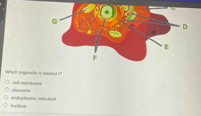 which organelle is labeled i?\ncell membrane\nribosome\nendoplasmic reticulum\nnucleus