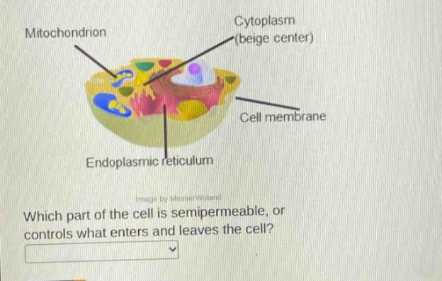 which part of the cell is semipermeable, or controls what enters and leaves the cell?