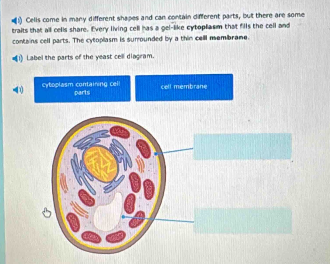 cells come in many different shapes and can contain different parts, but there are some traits that all cells share. every living cell has a gel - like cytoplasm that fills the cell and contains cell parts. the cytoplasm is surrounded by a thin cell membrane. label the parts of the yeast cell diagram. cytoplasm containing cell parts cell membrane