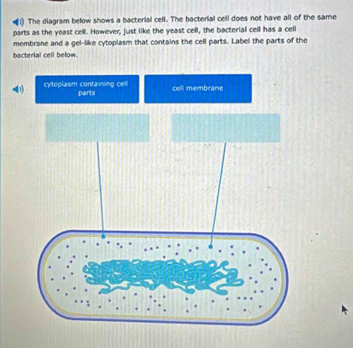 the diagram below shows a bacterial cell. the bacterial cell does not have all of the same parts as the yeast cell. however, just like the yeast cell, the bacterial cell has a cell membrane and a gel - like cytoplasm that contains the cell parts. label the parts of the bacterial cell below. cytoplasm containing cell parts cell membrane