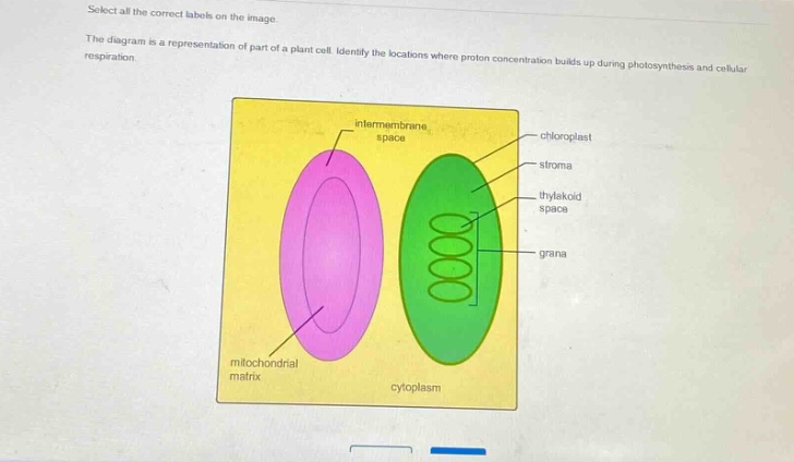 select all the correct labels on the image. the diagram is a representation of part of a plant cell. identify the locations where proton concentration builds up during photosynthesis and cellular respiration.