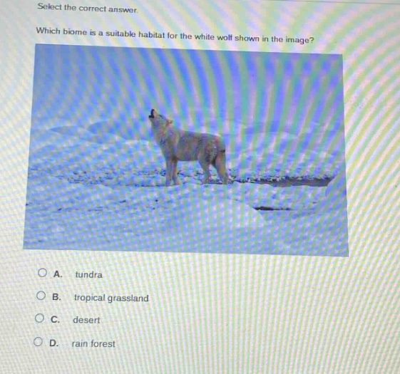 select the correct answer. which biome is a suitable habitat for the white wolf shown in the image? a. tundra b. tropical grassland c. desert d. rain forest