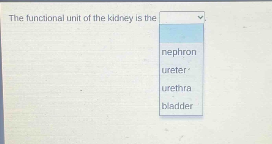 the functional unit of the kidney is the nephron ureter urethra bladder