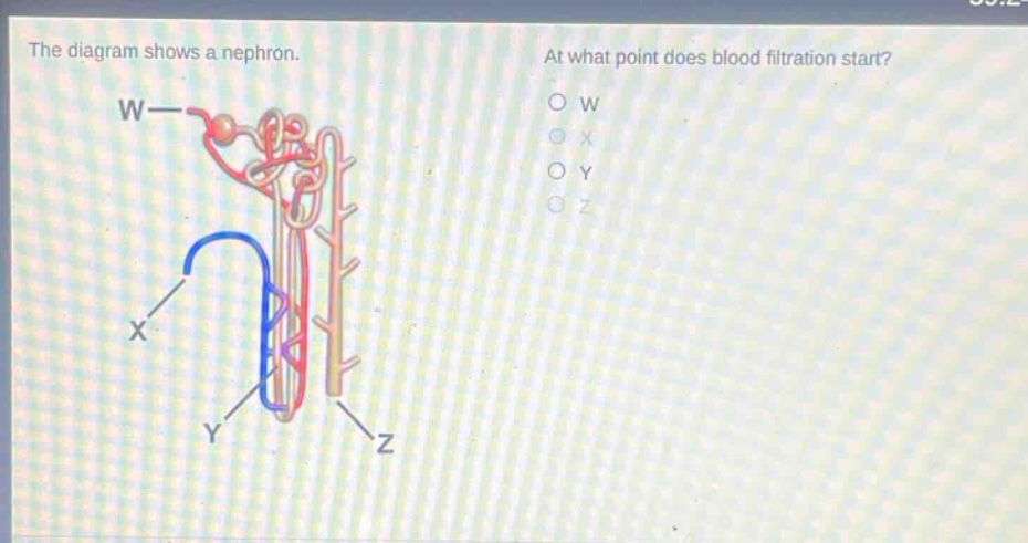 the diagram shows a nephron. at what point does blood filtration start? o w o x o y o z