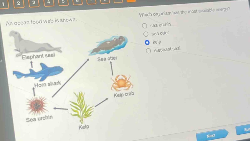 an ocean food web is shown. which organism has the most available energy? sea urchin sea otter kelp elephant seal elephant seal sea otter horn shark kelp crab sea urchin kelp