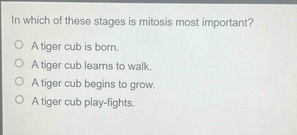 in which of these stages is mitosis most important? a tiger cub is born. a tiger cub learns to walk. a tiger cub begins to grow. a tiger cub play - fights.