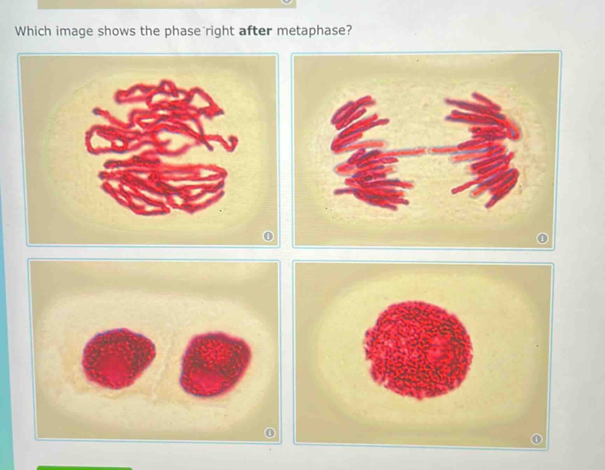 which image shows the phase right after metaphase?