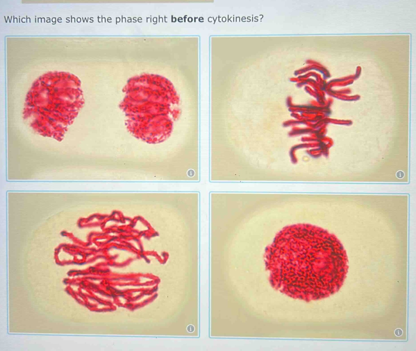 which image shows the phase right before cytokinesis?