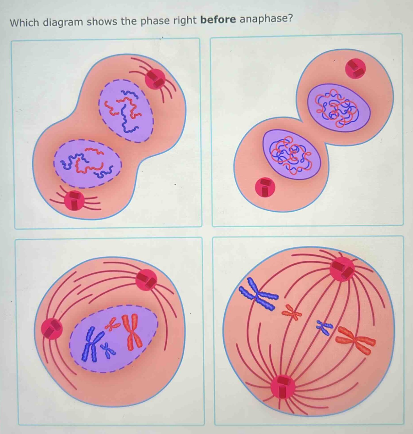 which diagram shows the phase right before anaphase?