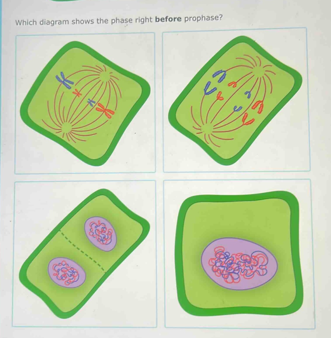 which diagram shows the phase right before prophase?