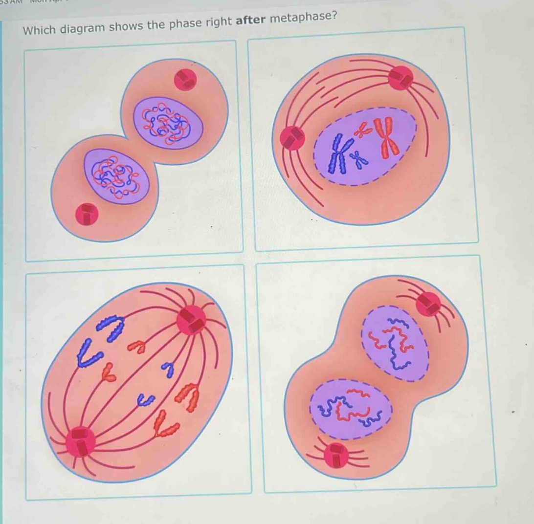 which diagram shows the phase right after metaphase?