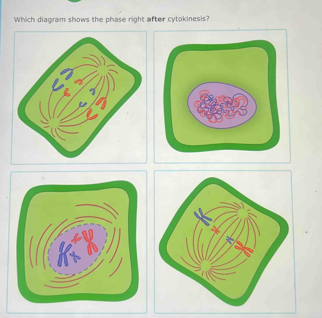 which diagram shows the phase right after cytokinesis?