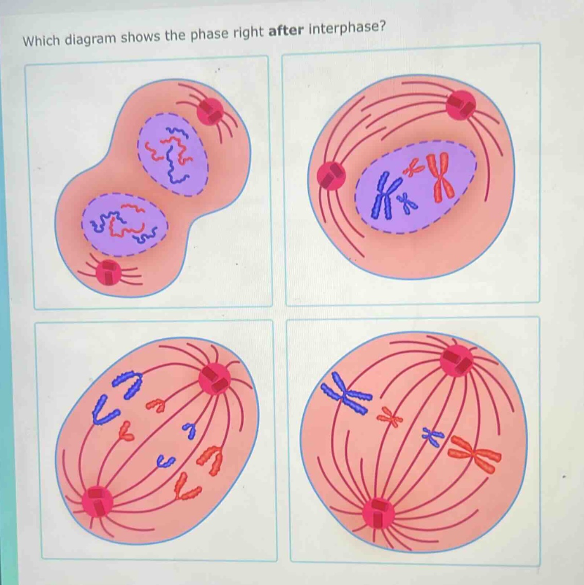 which diagram shows the phase right after interphase?