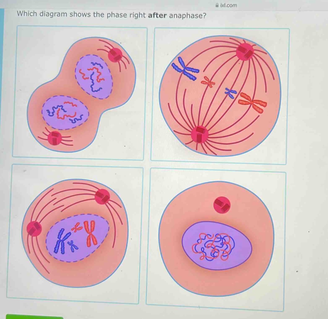 which diagram shows the phase right after anaphase?