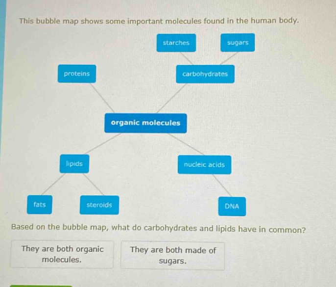 this bubble map shows some important molecules found in the human body. based on the bubble map, what do carbohydrates and lipids have in common? they are both organic molecules. they are both made of sugars.