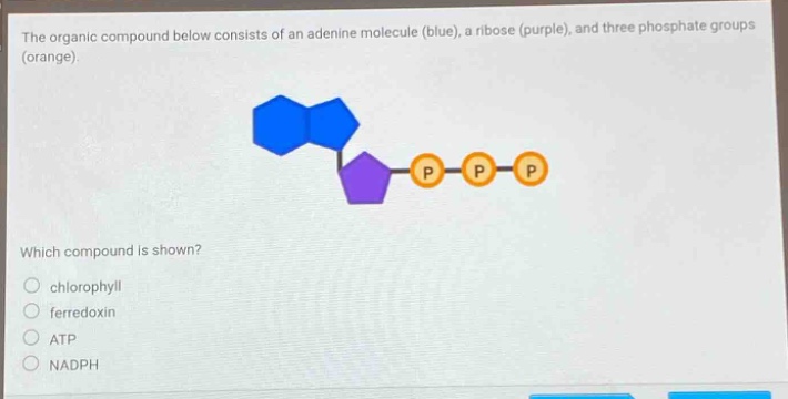 the organic compound below consists of an adenine molecule (blue), a ribose (purple), and three phosphate groups (orange). which compound is shown? chlorophyll ferredoxin atp nadph