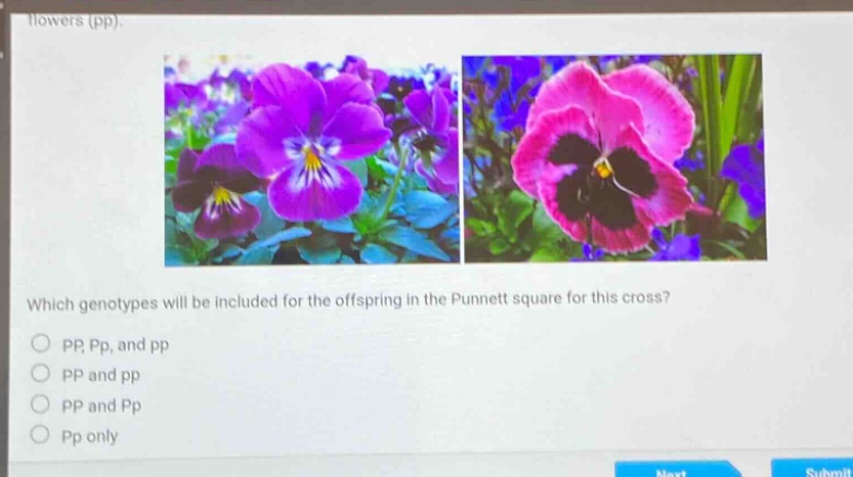 flowers (pp). which genotypes will be included for the offspring in the punnett square for this cross? pp, pp, and pp pp and pp pp and pp pp only