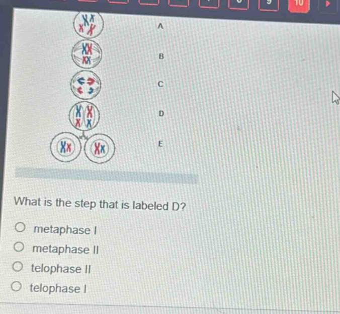 what is the step that is labeled d?\nmetaphase i\nmetaphase ii\ntelophase ii\ntelophase i