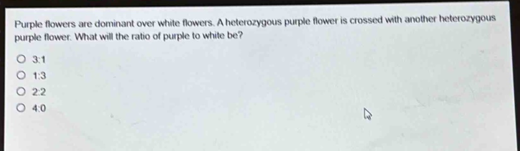purple flowers are dominant over white flowers. a heterozygous purple flower is crossed with another heterozygous purple flower. what will the ratio of purple to white be?\no 3:1\no 1:3\no 2:2\no 4:0
