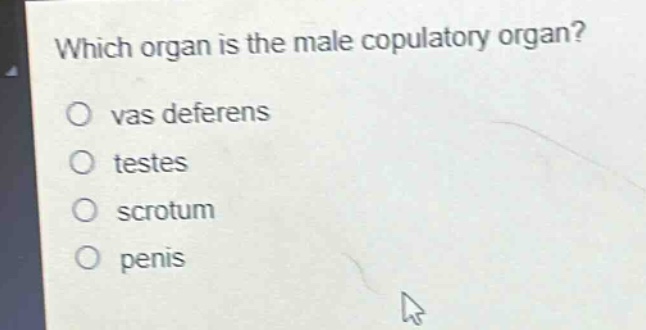 which organ is the male copulatory organ?\no vas deferens\no testes\no scrotum\no penis