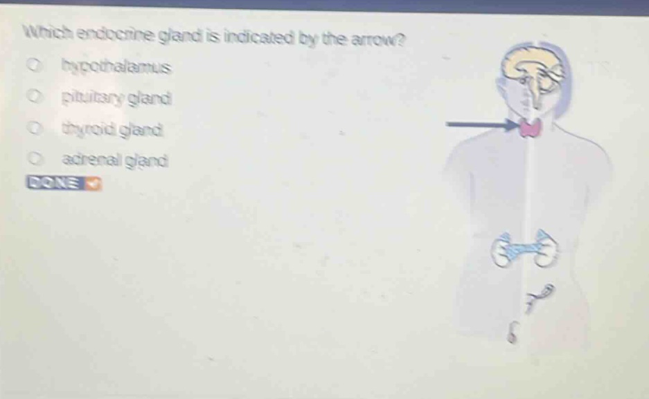 which endocrine gland is indicated by the arrow?\n○ hypothalamus\n○ pituitary gland\n○ thyroid gland\n○ adrenal gland\ndone