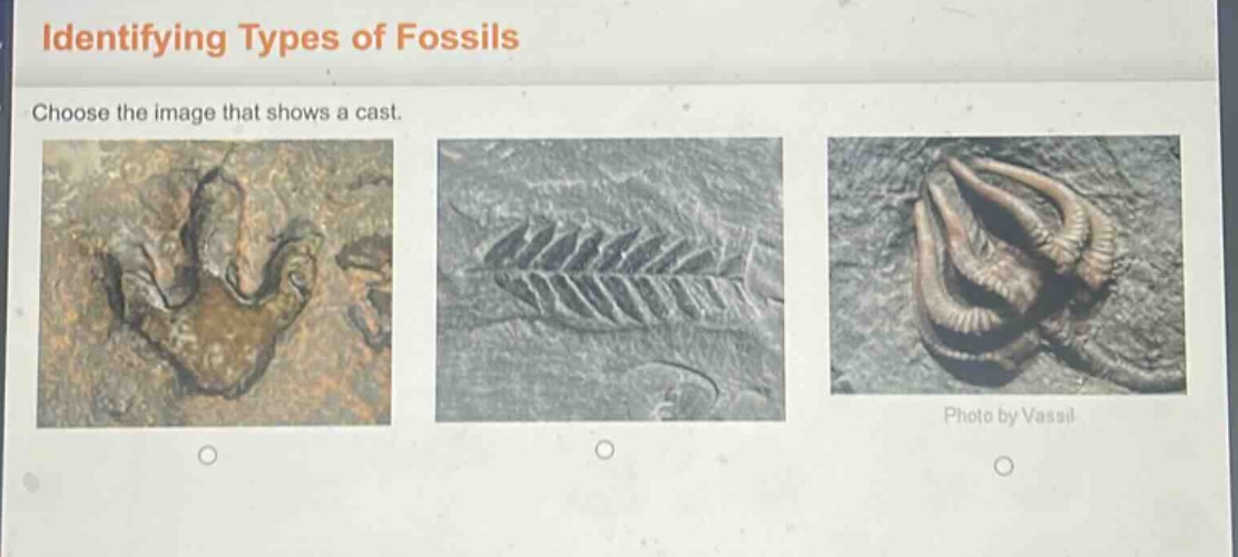 identifying types of fossils\nchoose the image that shows a cast.