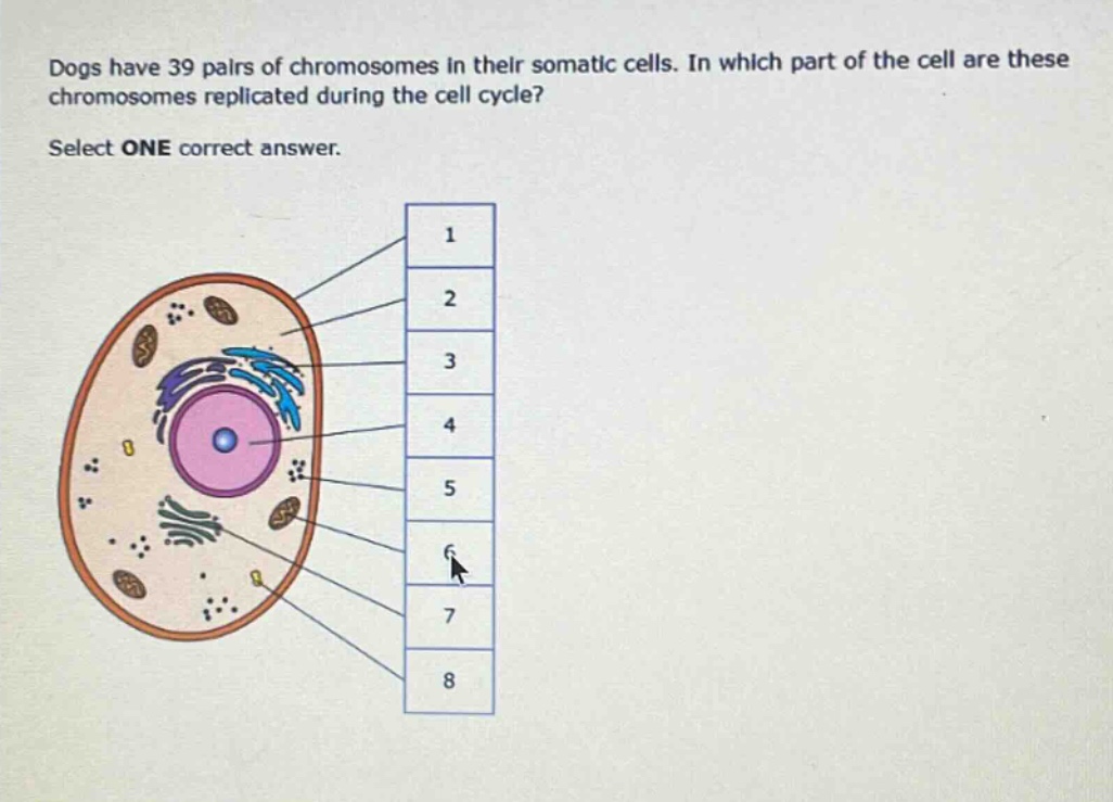 dogs have 39 pairs of chromosomes in their somatic cells. in which part of the cell are these chromosomes replicated during the cell cycle? select one correct answer.