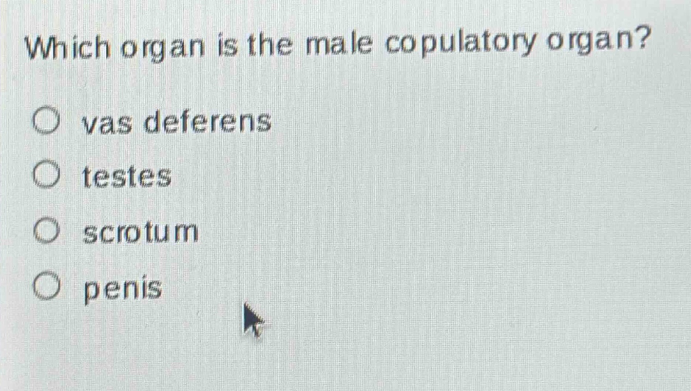 which organ is the male copulatory organ?\nvas deferens\ntestes\nscrotum\npenis