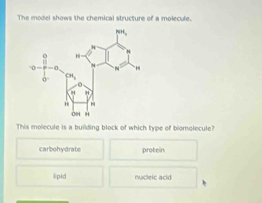 the model shows the chemical structure of a molecule. this molecule is a building block of which type of biomolecule? carbohydrate protein lipid nucleic acid