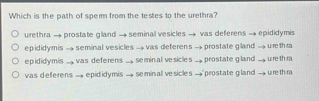 which is the path of sperm from the testes to the urethra?\no urethra → prostate gland → seminal vesicles → vas deferens → epididymis\no epididymis → seminal vesicles → vas deferens → prostate gland → urethra\no epididymis → vas deferens → seminal vesicles → prostate gland → urethra\no vas deferens → epididymis → seminal vesicles → prostate gland → urethra