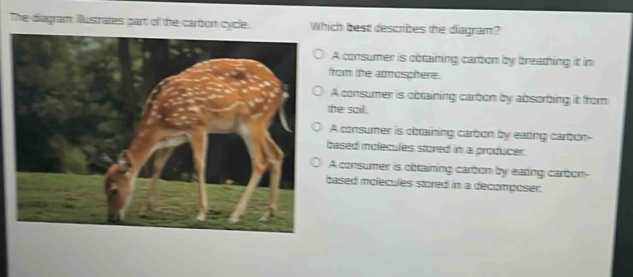 the diagram illustrates part of the carbon cycle. which best describes the diagram? a consumer is obtaining carbon by breathing it in from the atmosphere. a consumer is obtaining carbon by absorbing it from the soil. a consumer is obtaining carbon by eating carbon - based molecules stored in a producer. a consumer is obtaining carbon by eating carbon - based molecules stored in a decomposer.