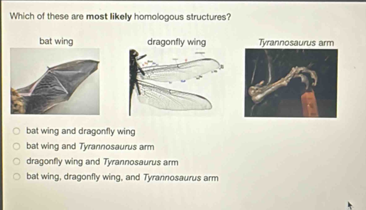 which of these are most likely homologous structures? bat wing dragonfly wing tyrannosaurus arm bat wing and dragonfly wing bat wing and tyrannosaurus arm dragonfly wing and tyrannosaurus arm bat wing, dragonfly wing, and tyrannosaurus arm