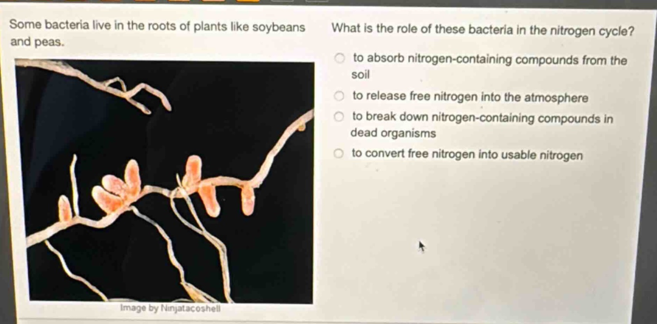 some bacteria live in the roots of plants like soybeans and peas. what is the role of these bacteria in the nitrogen cycle? to absorb nitrogen - containing compounds from the soil to release free nitrogen into the atmosphere to break down nitrogen - containing compounds in dead organisms to convert free nitrogen into usable nitrogen