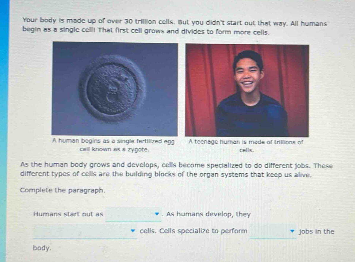 your body is made up of over 30 trillion cells. but you didnt start out that way. all humans begin as a single cell! that first cell grows and divides to form more cells. a human begins as a single fertilized egg cell known as a zygote. a teenage human is made of trillions of cells. as the human body grows and develops, cells become specialized to do different jobs. these different types of cells are the building blocks of the organ systems that keep us alive. complete the paragraph. humans start out as. as humans develop, they cells. cells specialize to perform jobs in the body.